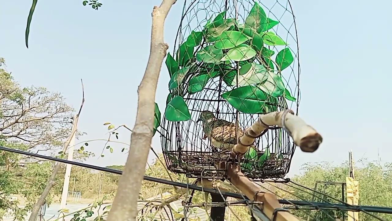🐦เจ้าอังเปา🐦