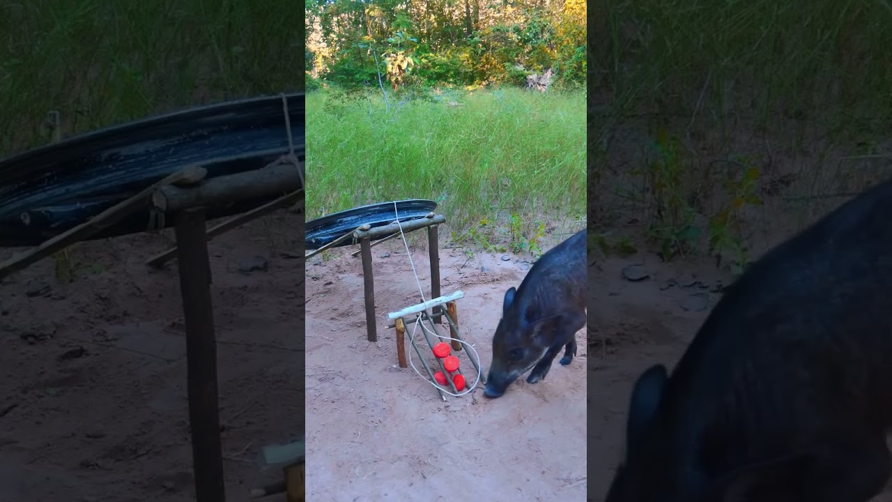 Easy Build Powerful Wild Pig Trap Using Moto Crank Work 100%  #animals #animaltrap #wildlife #nature