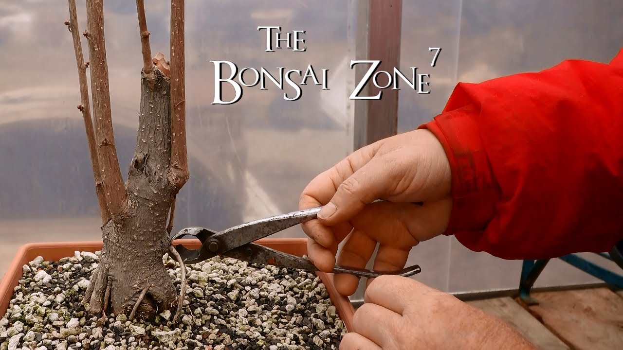 My Ginkgo Bonsai Update, The Bonsai Zone, April 2020