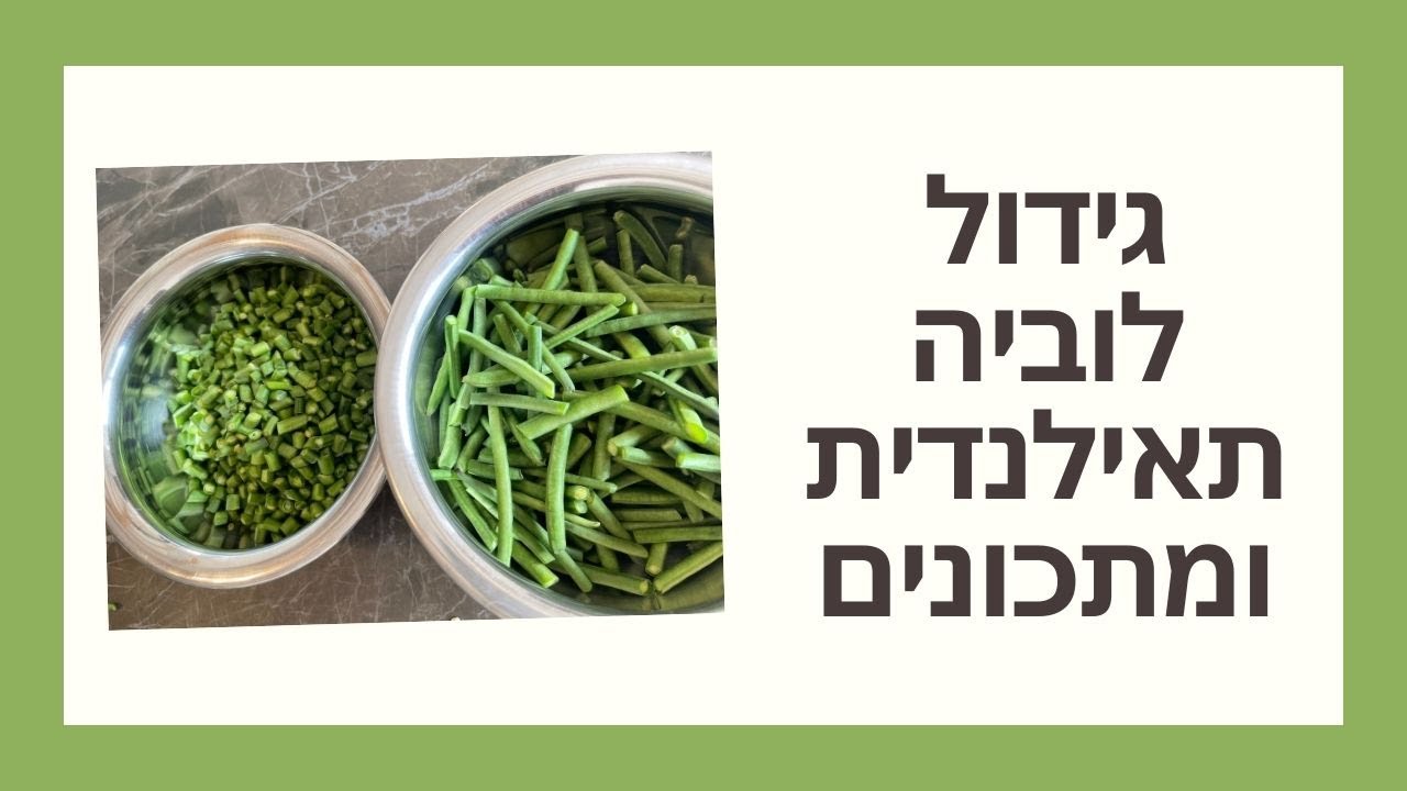 גידול שעועית לוביה תאילנדית ומתכונים 🥢🥣