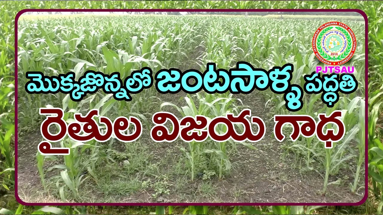 Paired row system of maize cultivation,Farmers Success Story