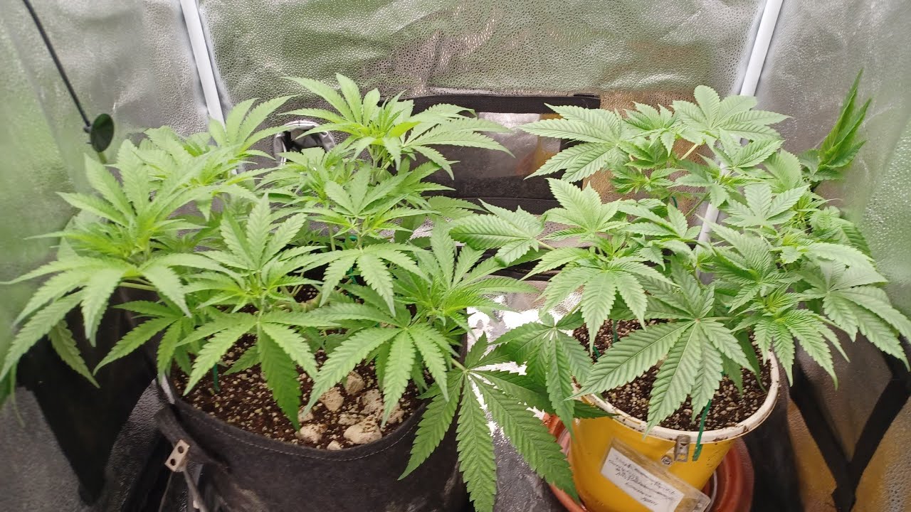 Week 7 Spider Farmer G3000 grow medical marijuana Amsterdam Marijuana Seeds Gorilla Glue