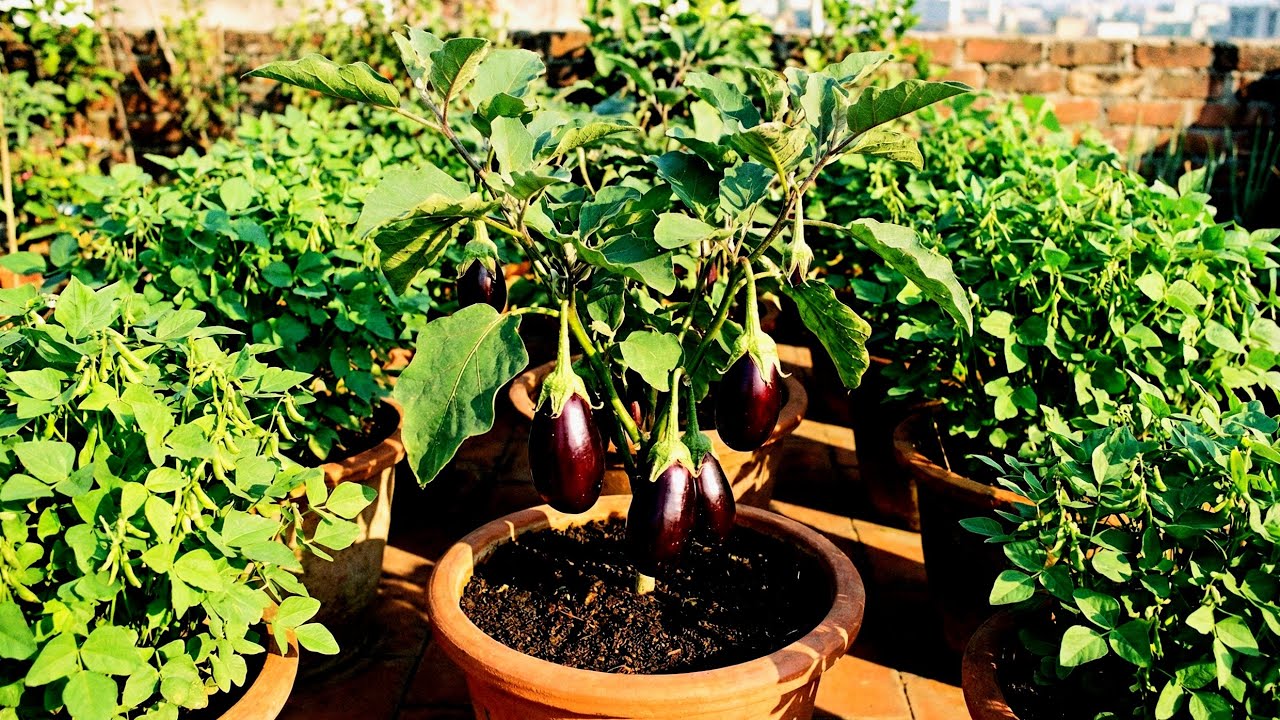 விதையின் வளர்ச்சி பார்க்கலாம் வாங்க  | | Terrace Garden | | Trending | | Gardening