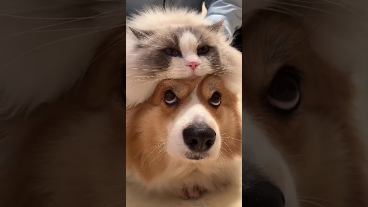 funny cat hat 😂
