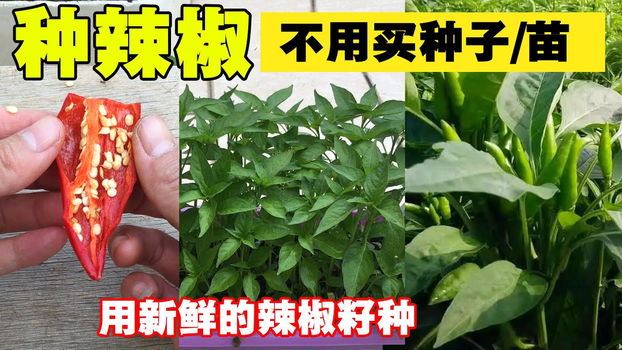 种子店最怕你知道|原来辣椒还可以这样种，收获多到让你吃不完，省钱又好玩|Pepper