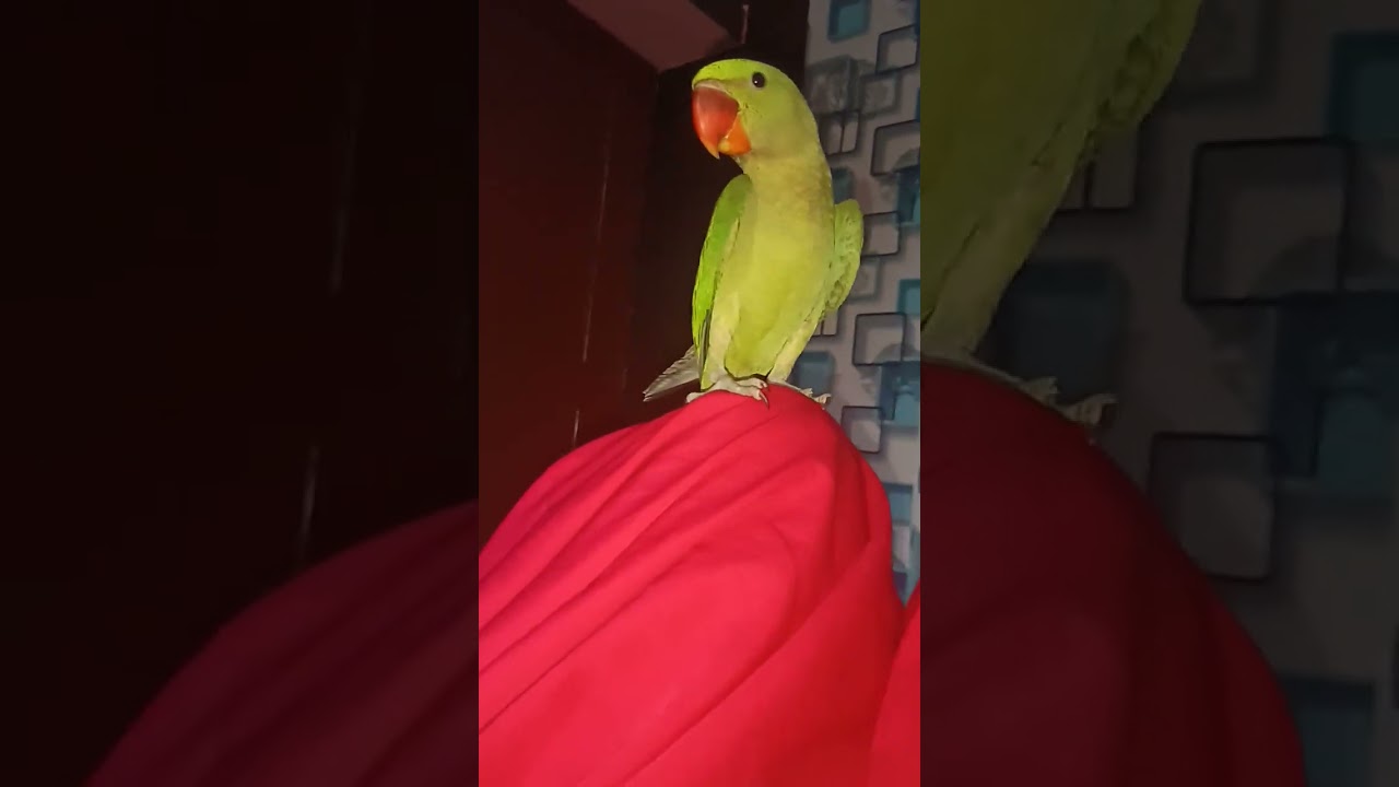 Talking parrot 🦜