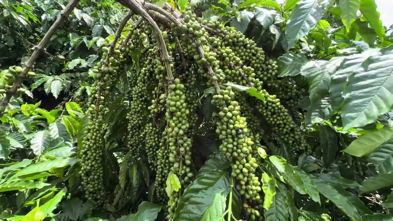 Ở chỗ tôi đang cưa dần giống cà phê thiện trường, lá xoài đạt 8 tới 9 tấn/ hec.