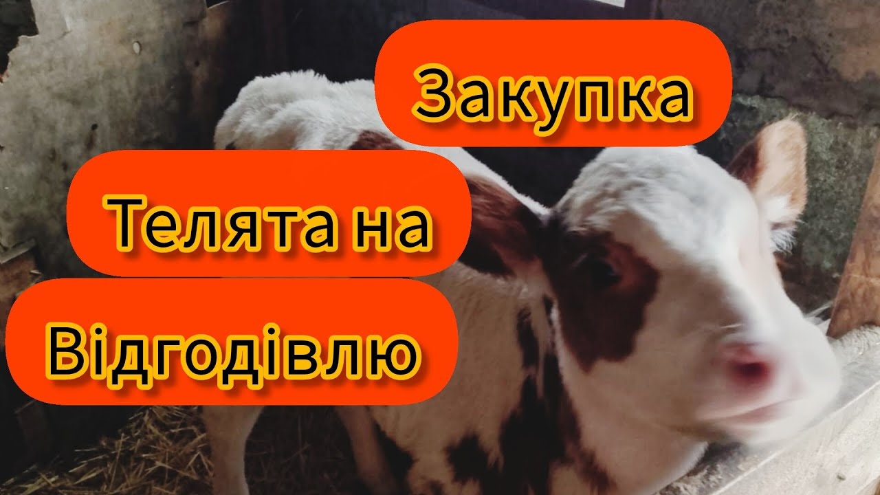 ЗАКУПКА ЦІНА МОЛОЧНИХ ТЕЛЯТ