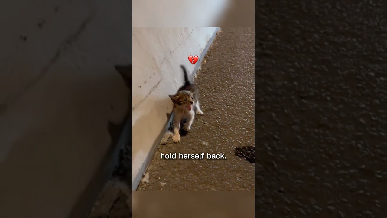 The Roadside Kitten&rsquo;s Journey to Love 🐾। #shorts #straycat