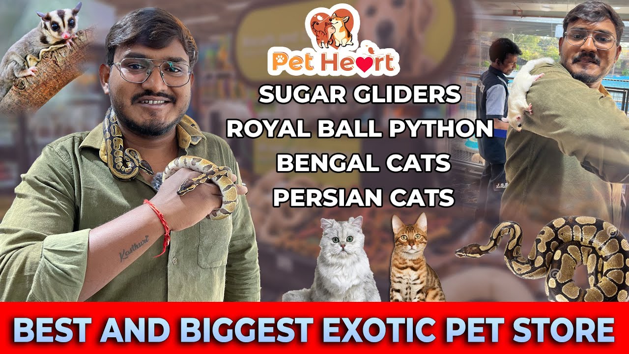Exploring Hyderabads bestExotic pet shop|Royalball python|Bengal cats | Sugar gliders|Best quality