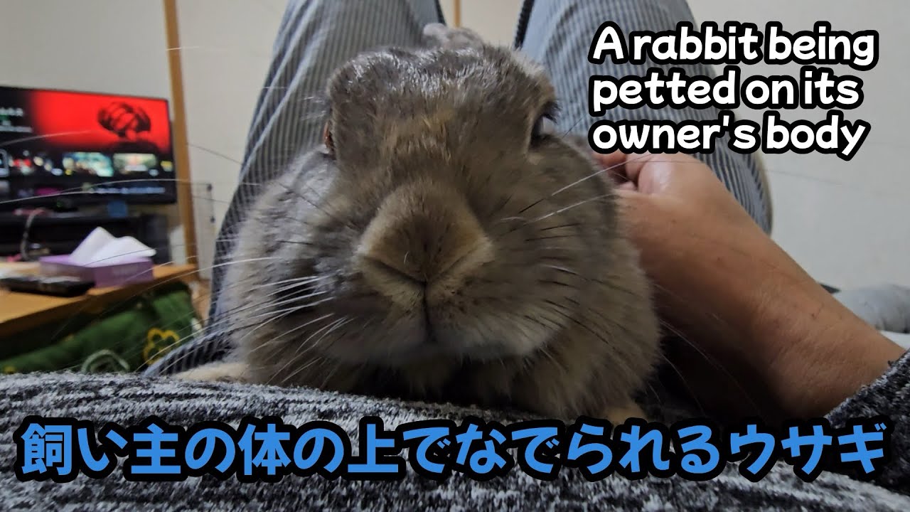 飼い主の体の上でなでられちゃうウサギ【1136】365日うさぎ