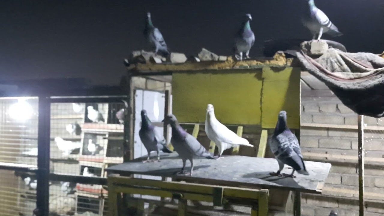 مطيار الزواجل بليل
