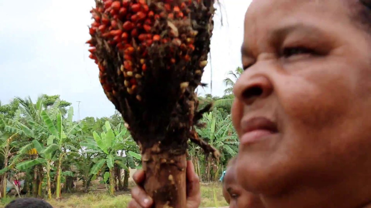 NIÑEZ CAMPESINA NOS CUENTA DE LA MANTECA NEGRITA EN MONTES DE MARIA