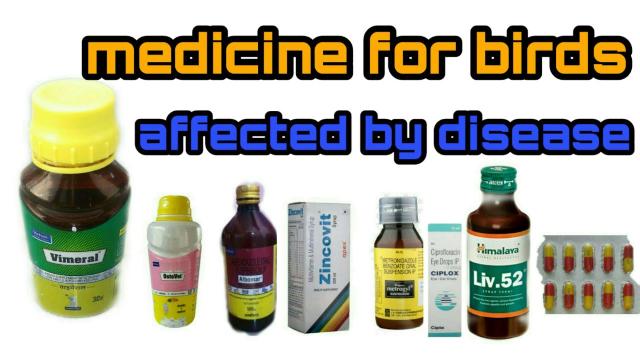 Best medicine for pet birds video in தமிழ் / budgies, finches, cocktails, african love birds