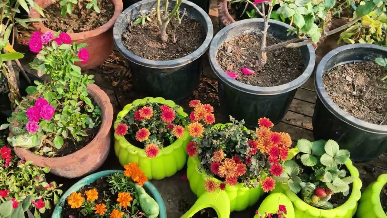 French marigold pure sal flowering karne wala paudha Maine gro Kiya aap bhi Karen mere tarike se