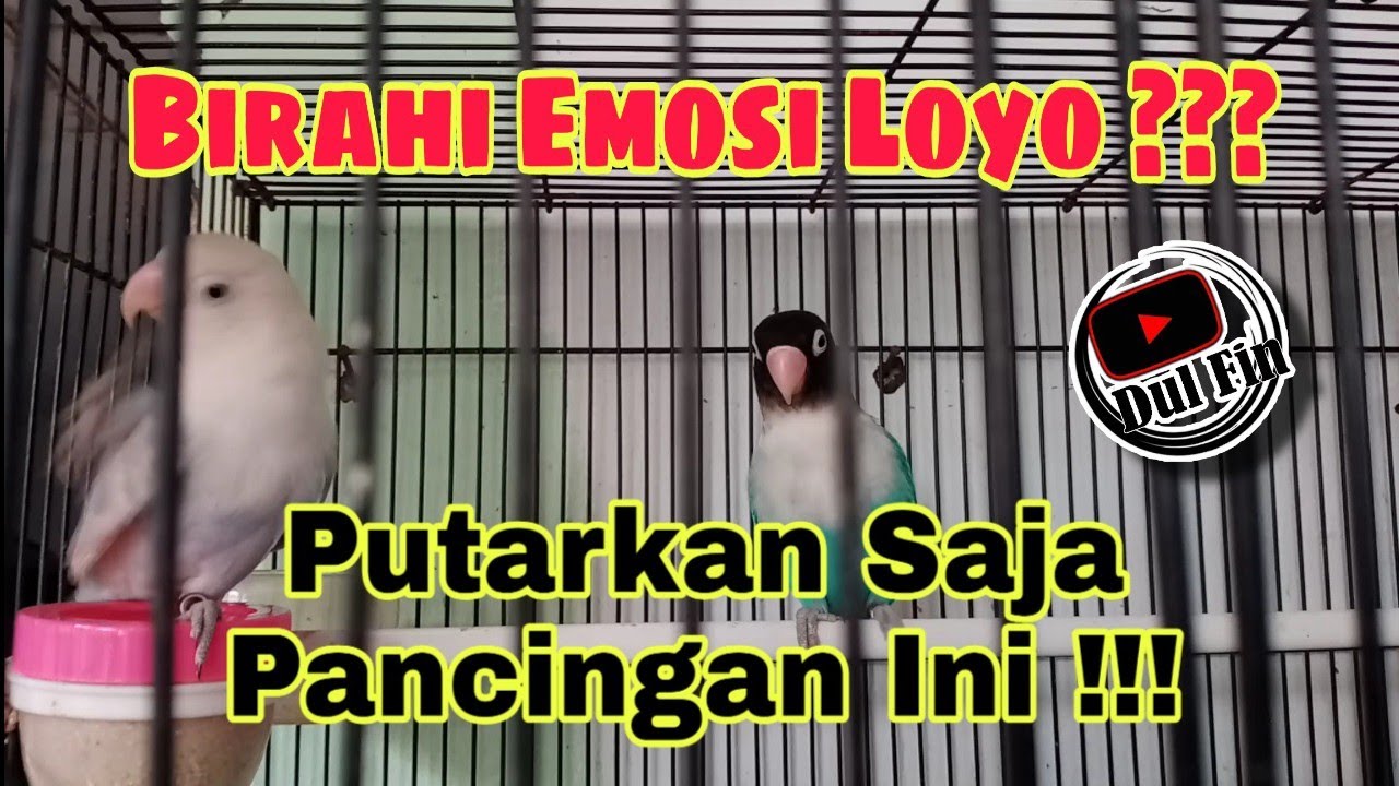 Menaikan Birahi Emosi Lovebird Yang Loyo Dengan Pancingan Lovebird Birahi Ini Biar Ngekek