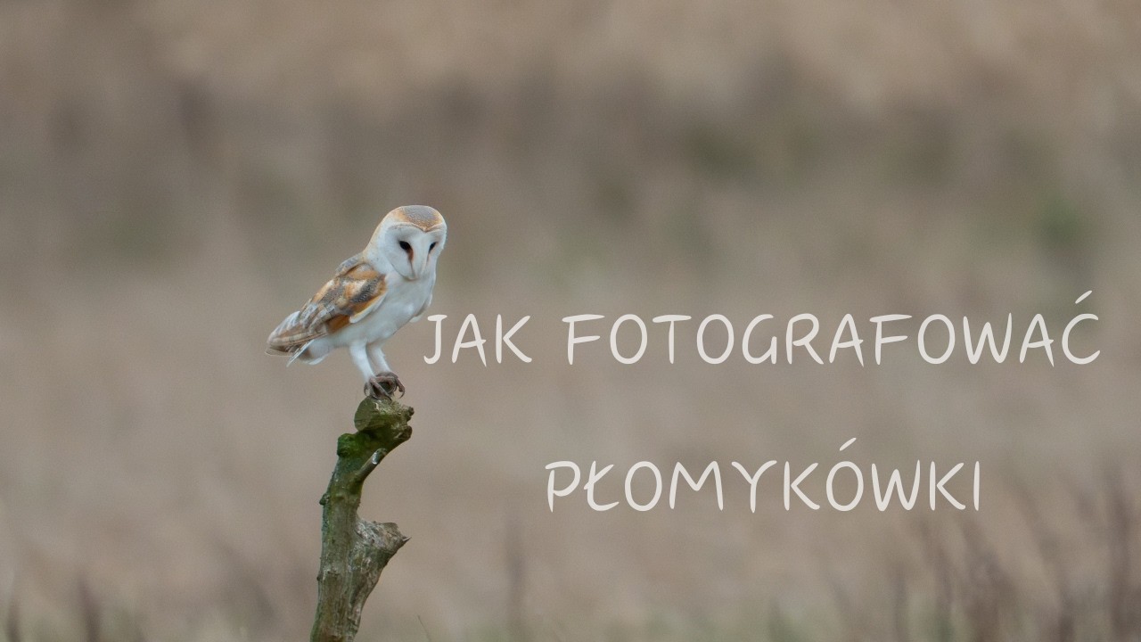 jak fotografować sowy