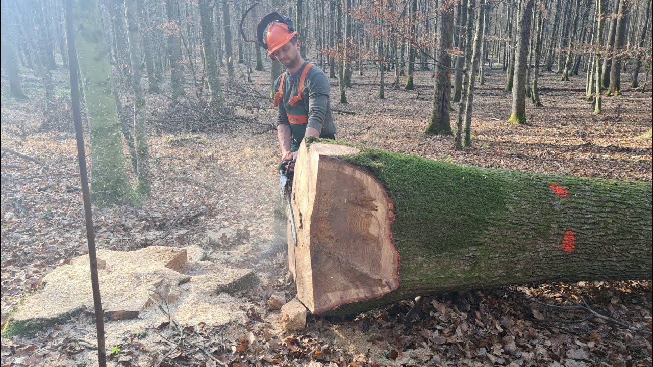 Motorna pila #Stihl MS 661 Profesionalno rušenje hrasta