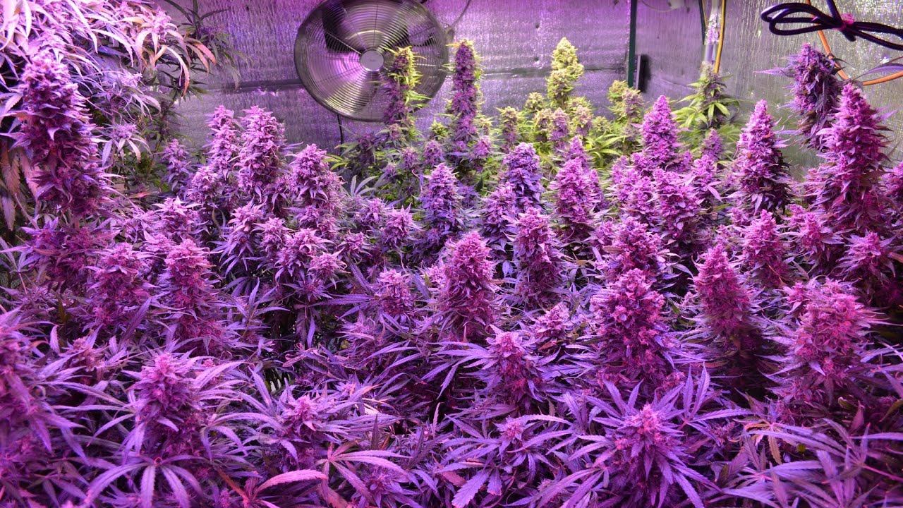 Cannabis Autoflower Organic Grow Guide! + Max Yield Harvest! + Stealth Grow Room Setup Tips/Tricks!