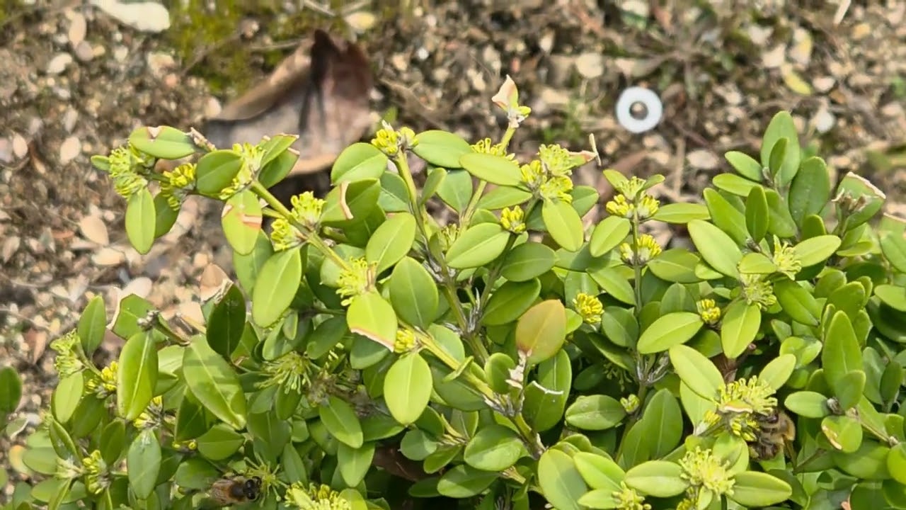 회양목 꽃 꿀 빠는 꿀벌들(2026.3.16), 계산체육공원