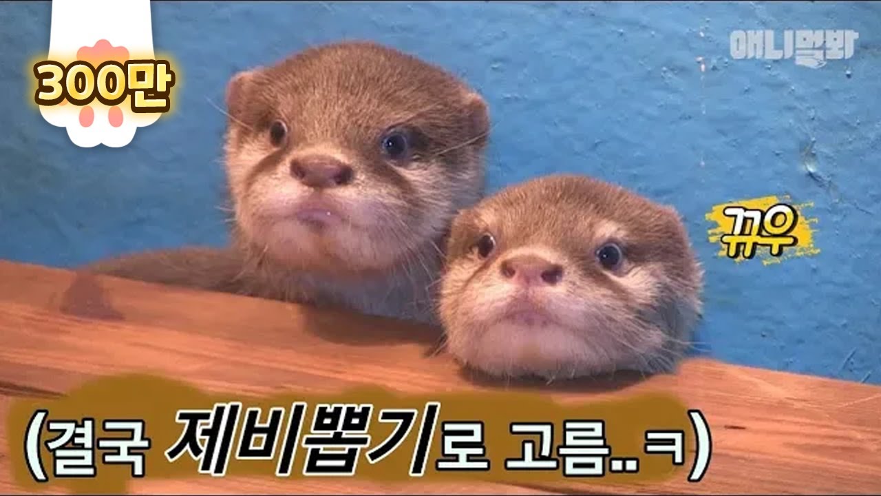 아기수달들! 너네 이렇게 귀여우면 썸넬 못 고르쟈나.. l BABY Otters Are DEM Cute, I Can't Choose Just One For A Thumbnail..