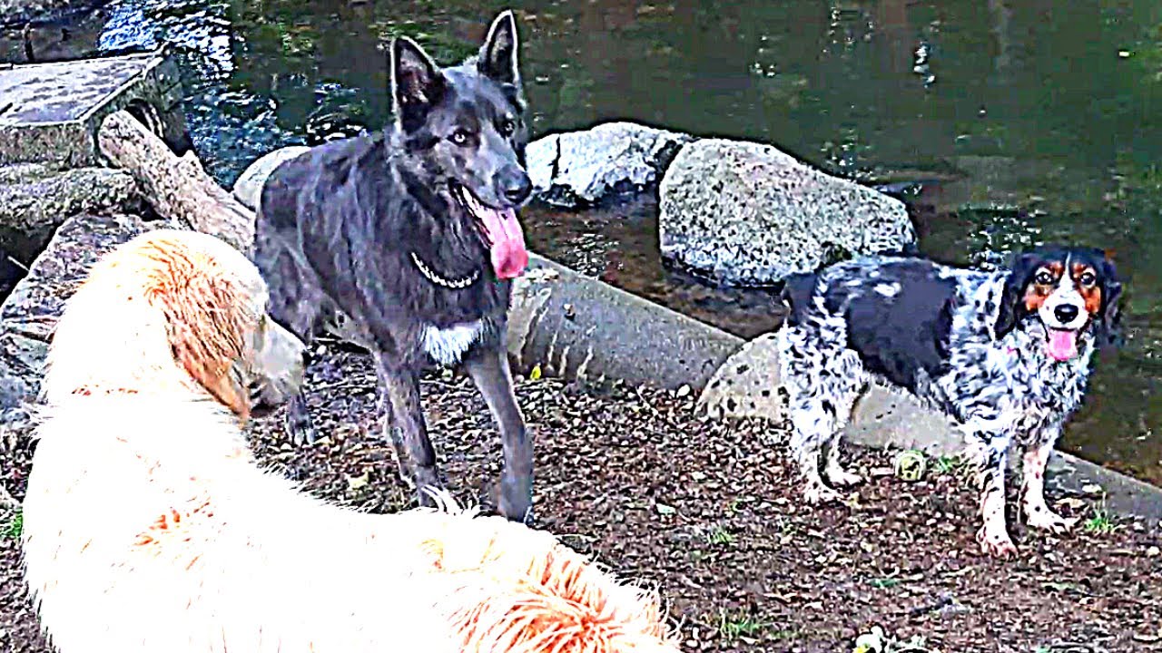 Nos CHIENS se Baignent dans une Rivière