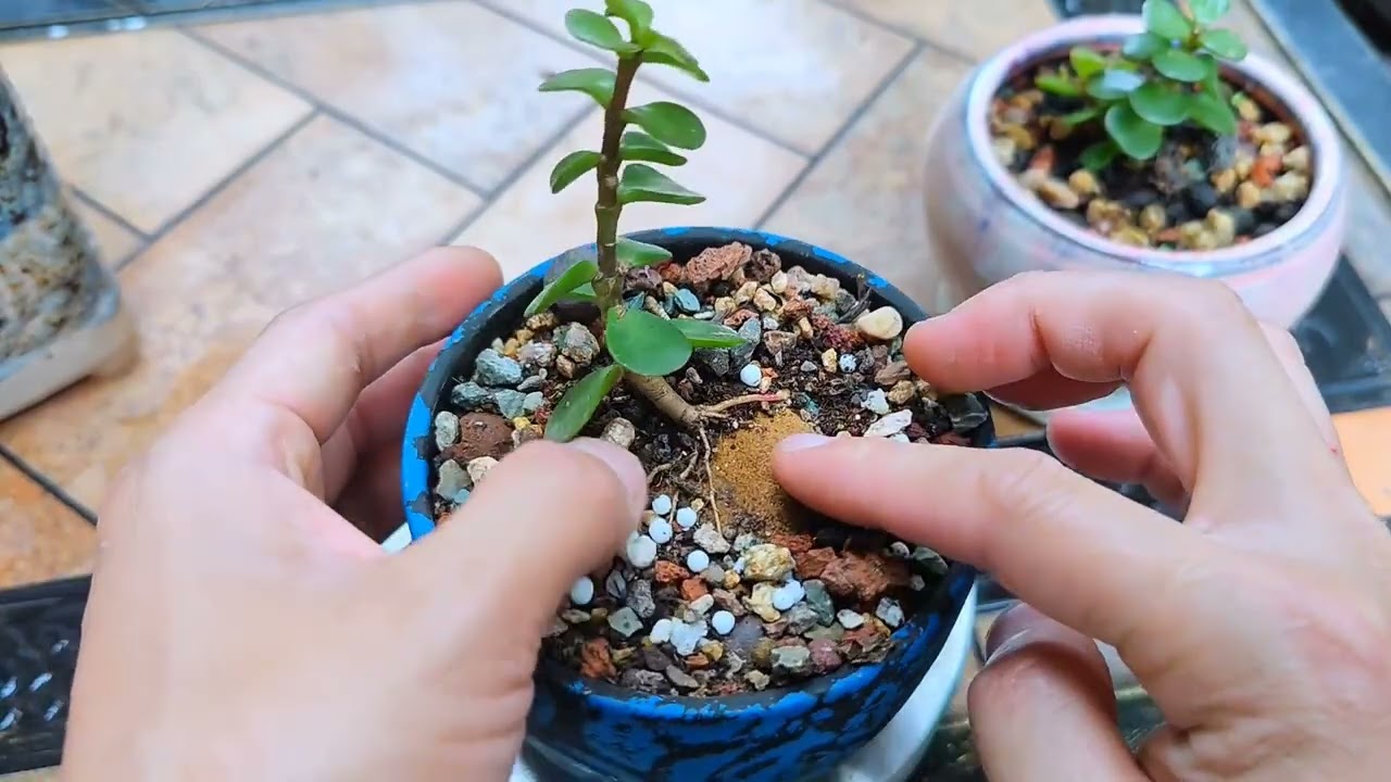 金枝玉叶快速提根方法有很多种，看你喜欢哪种最合适你#养花小知识 #多肉植物 #种植小技巧 #金枝玉叶造型 #好喜欢我的家
