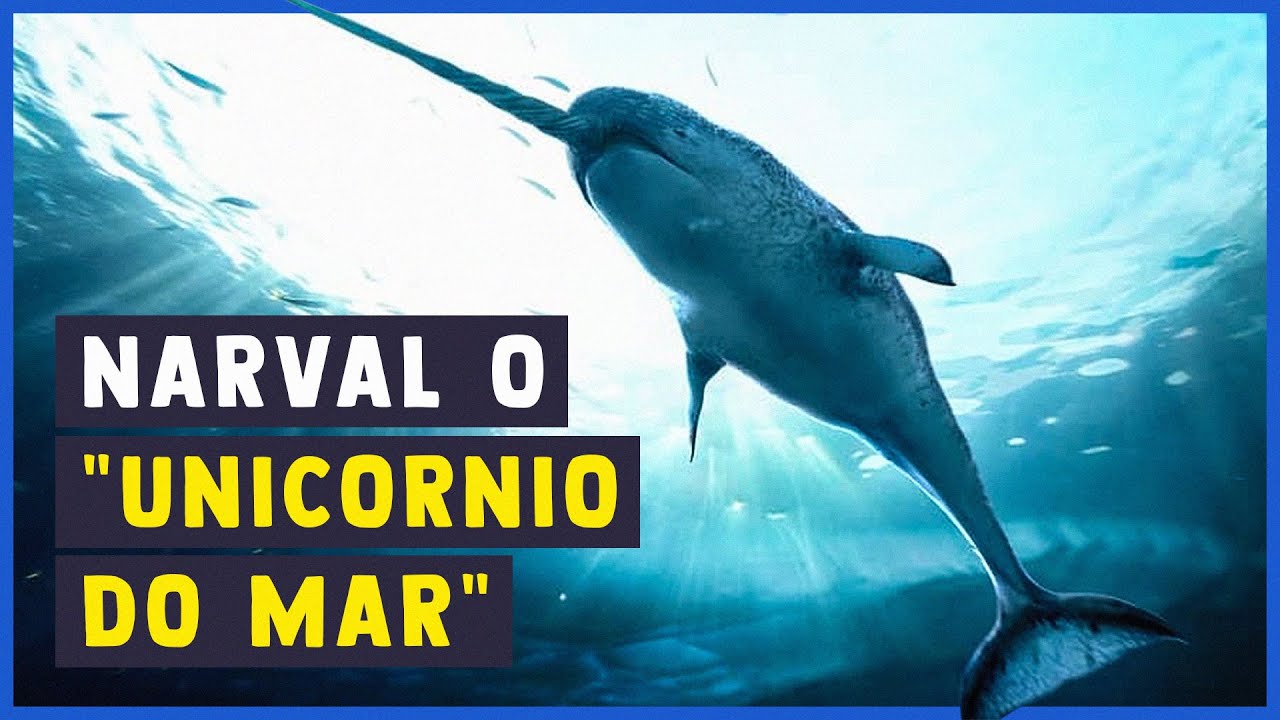 TOP 7 Curiosidades sobre o Narval #curiosidade #naval