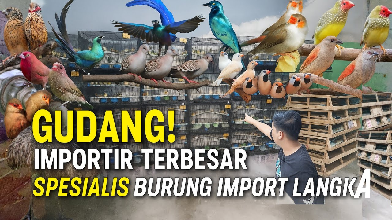 SIDAK ! GUDANG IMPORTIR BURUNG IMPORT LANGKA TERBESAR BERNILAI RATUSAN JUTA DI PASAR PRAMUKA