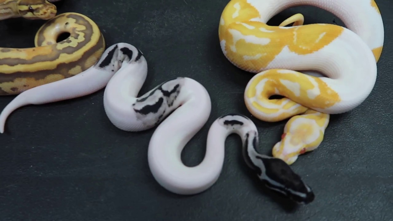 TOURING OUR SNAKE  ( 800+!!)FACILITY