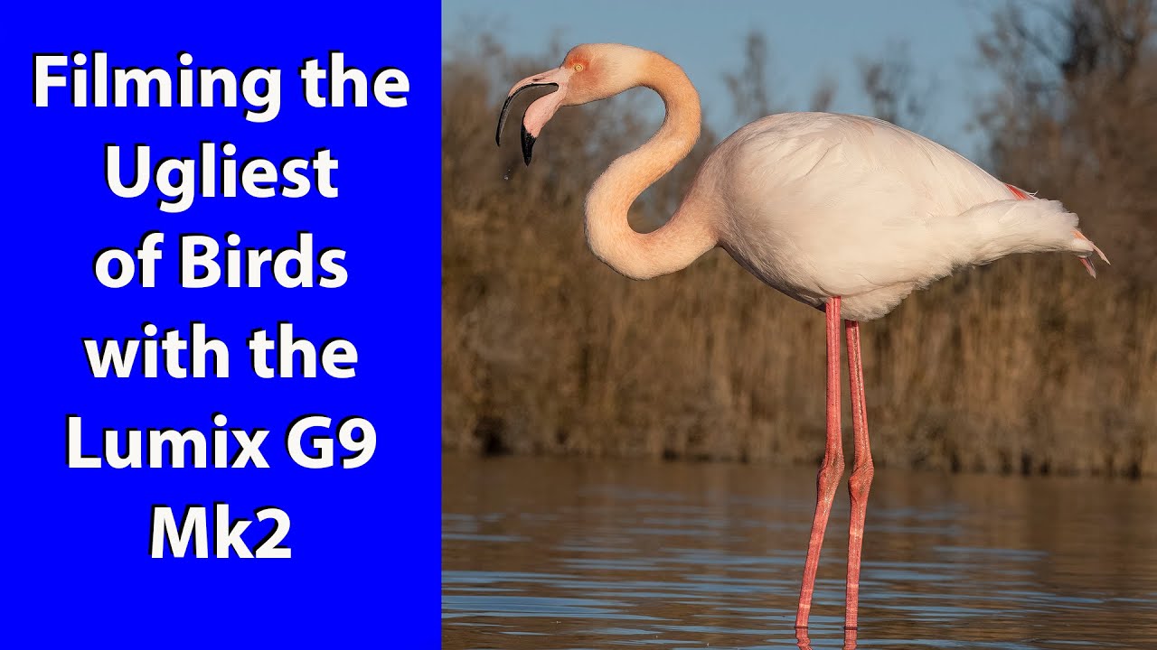 Using the Lumix G9 Mk2 I go to France to film the Flamingos in the Camargue.