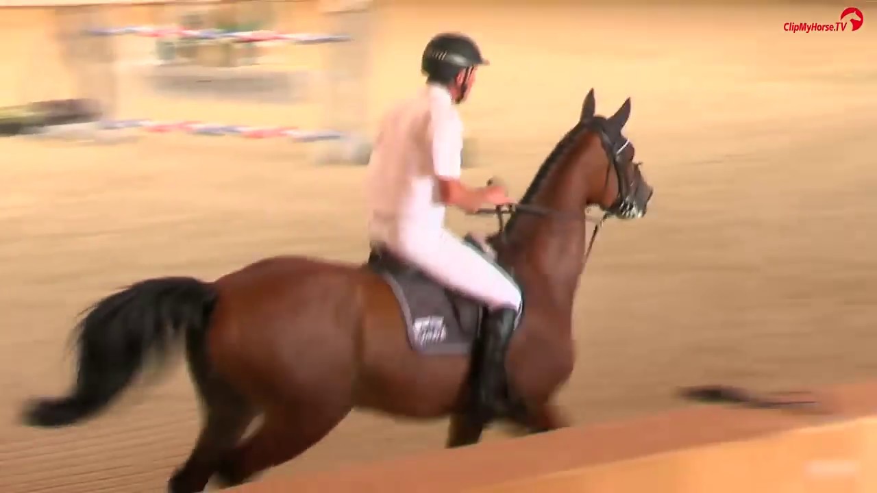 Ludger Beerbaum | Cool Down | Late Entry | Riesenbeck International | 2016
