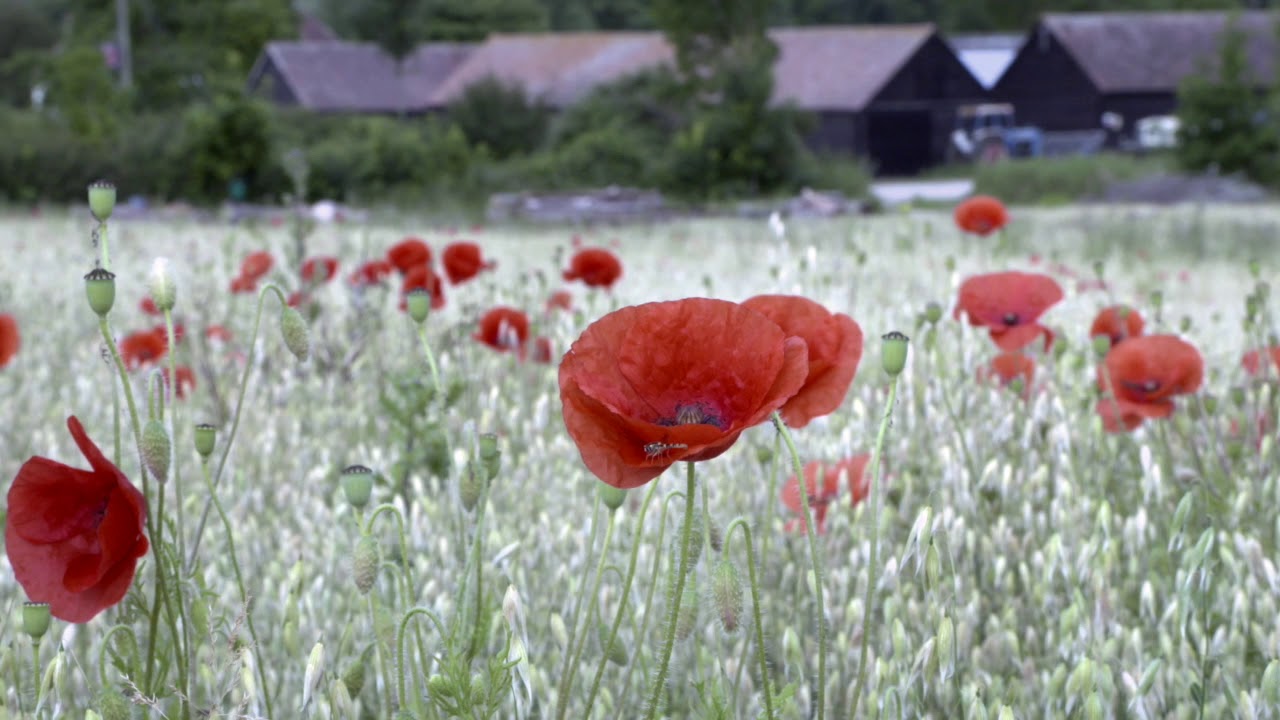 Wimpole Estate organic farm
