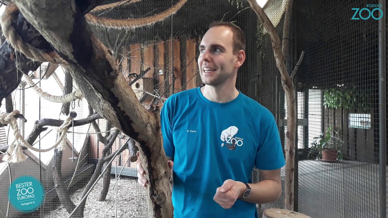 Zootier der Woche - Prevost Schönhörnchen (Callosciurus prevostii rafflesii)