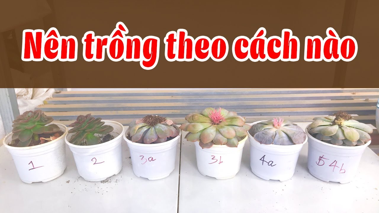 P290: Nên TRỒNG SEN ĐÁ KHI MỚI MUA VỀ Theo Cách Nào?