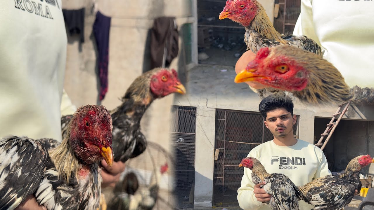 ||Boht Nuqsaan hogaya😭|| Pray for him🤲🏼||