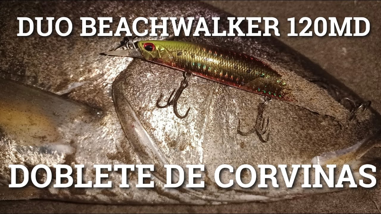 Primeras Corvinas Temporada 2023 #Corvina #Doblete