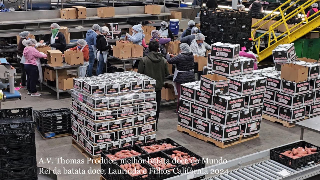 A .V. Thomas Produce, melhor batata doce do Mundo 2024 Califórnia