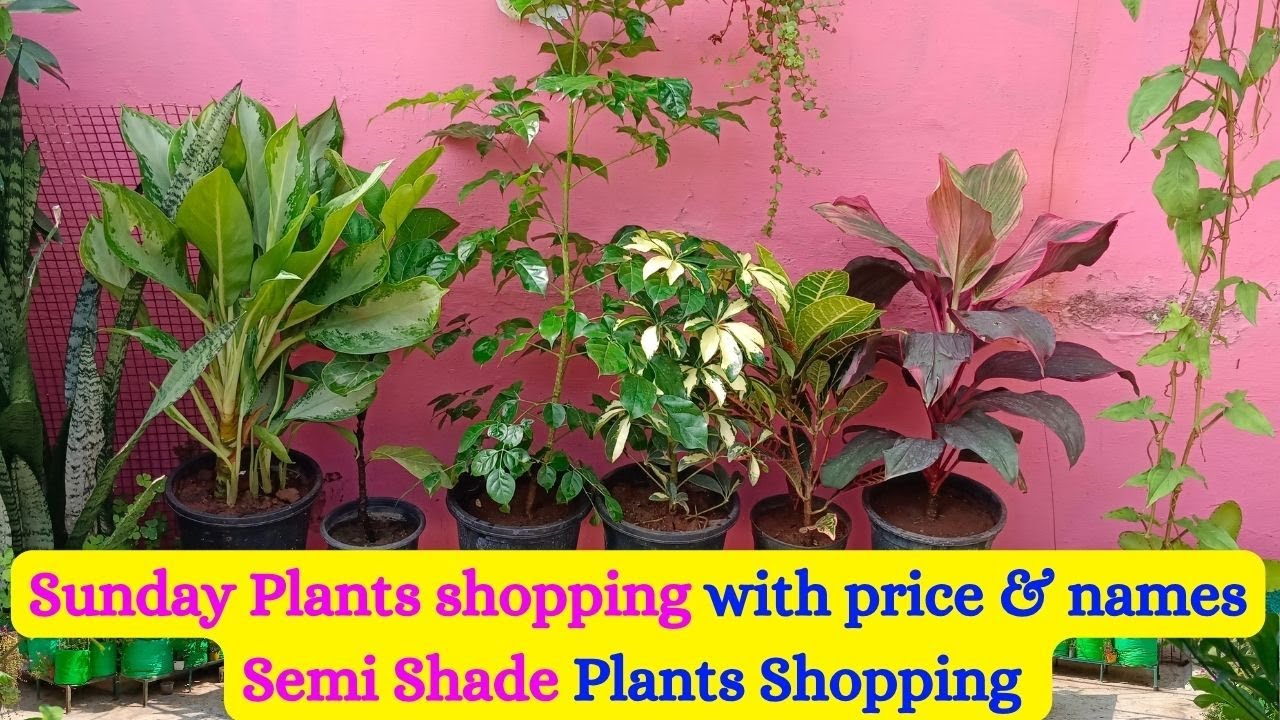 Sunday Plants shopping with price & names | Semi Shade Plants Shopping