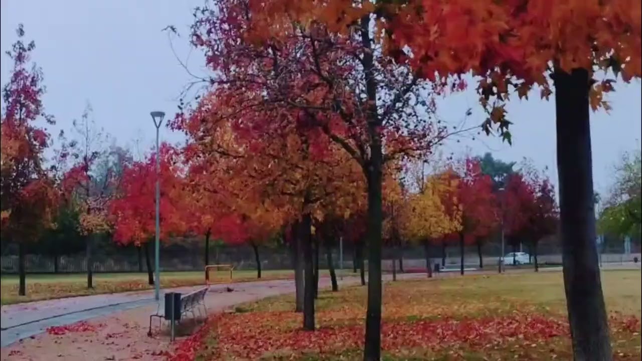 Wind blowing through the trees and piano.
