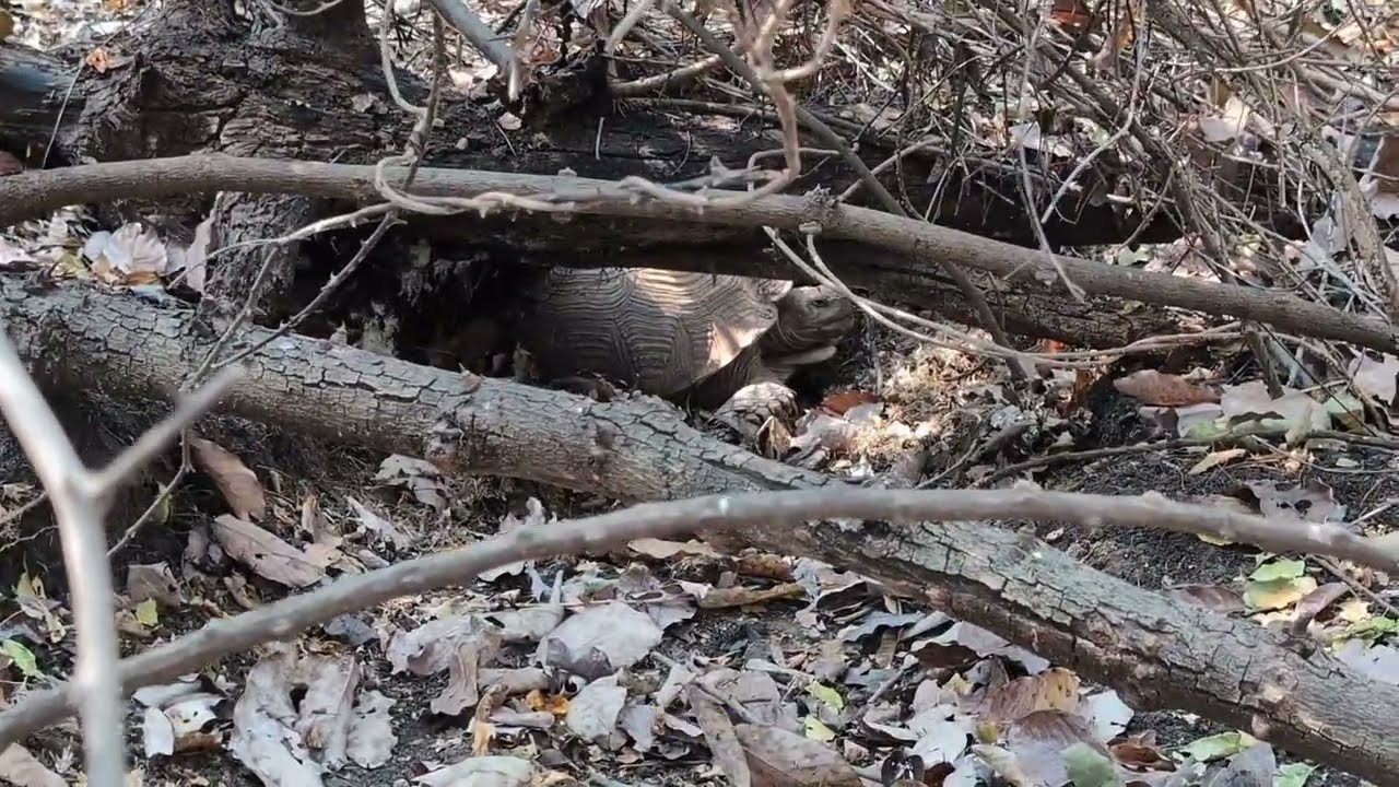 Emu Egg Hunt!