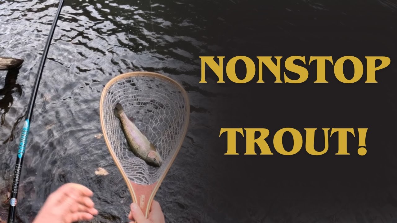 INSANE Trout Fishing at Barnum, WV 🎣 Nonstop Action!