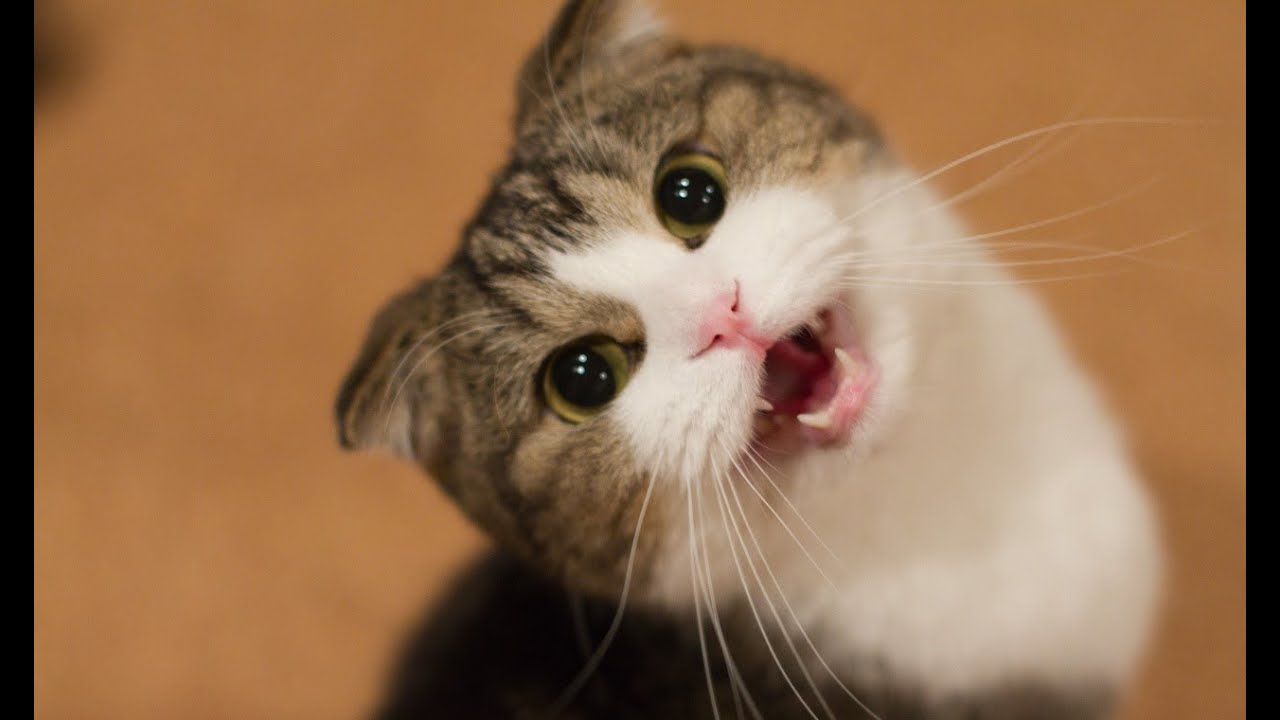 Smije&scaron;ne Mačke I Mačići Mijaukati. Kompilacija [HD]