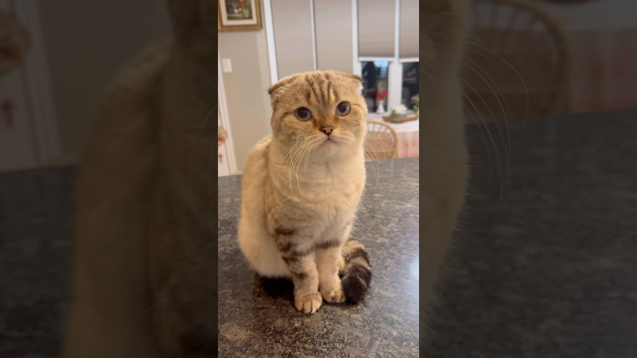 #cat