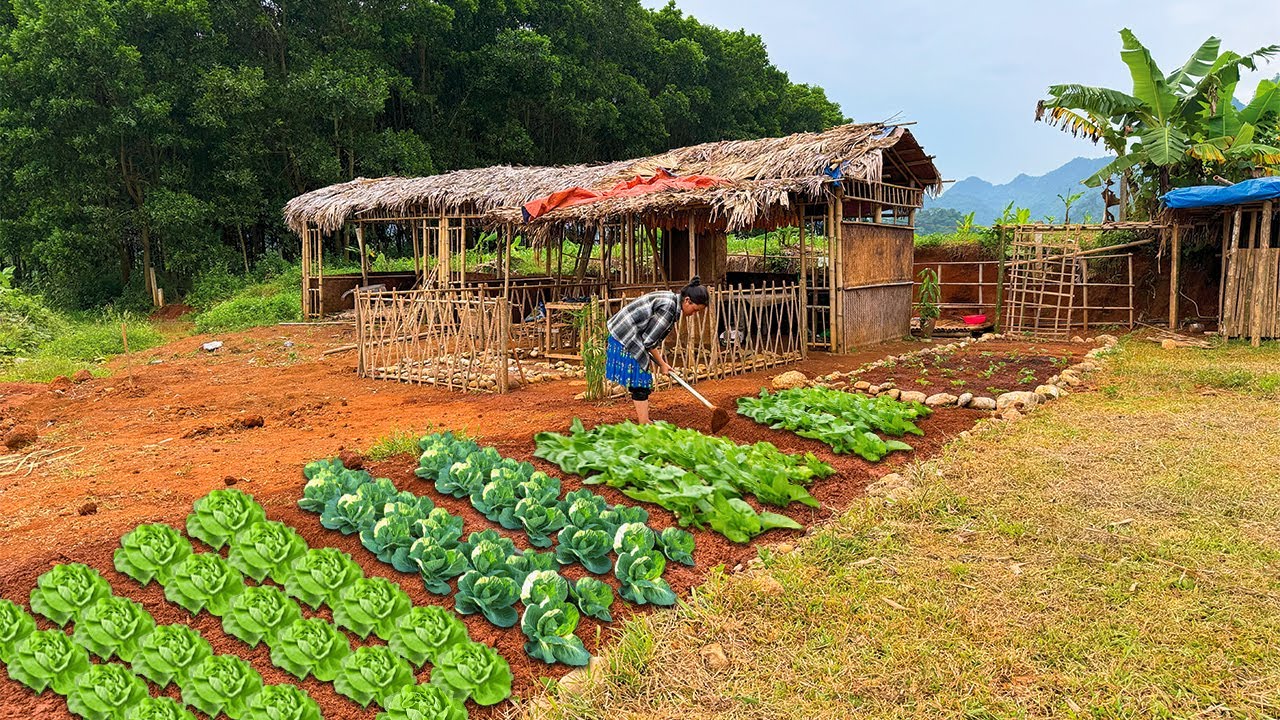 17-year-old single mother: Gardening - Harvesting Corns To Sell - Take Care The Little Child