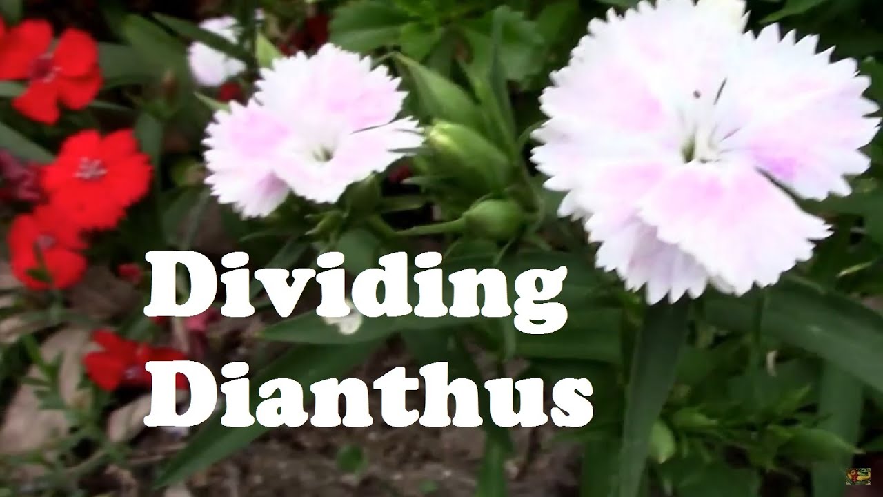 Dividing Perennial Dianthus, and Starting Them From Cuttings.
