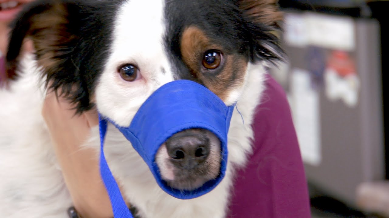 One Dog's Cancer Scare Reminds Dr. Jeff of His Own
