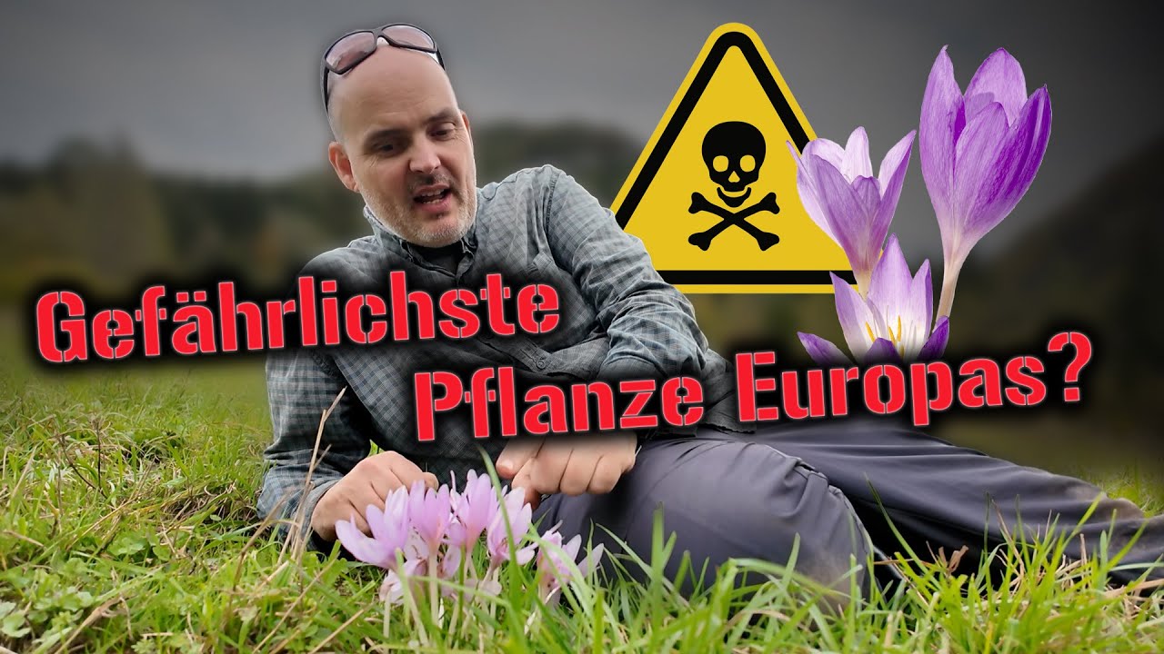Die tödlichste Pflanze in Deutschland 🇩🇪 ? Vorstellung der Herbstzeitlose