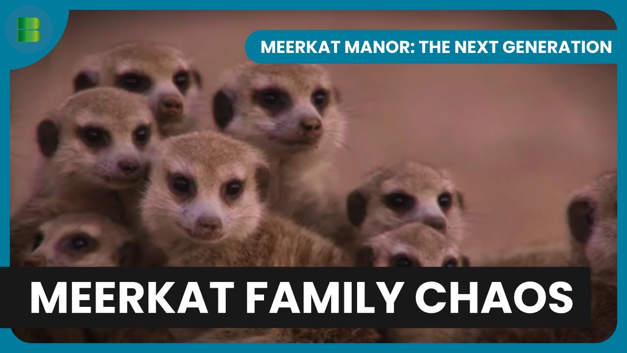 A Leader’s Struggle for Survival | Meerkat Manor: The Next Generation