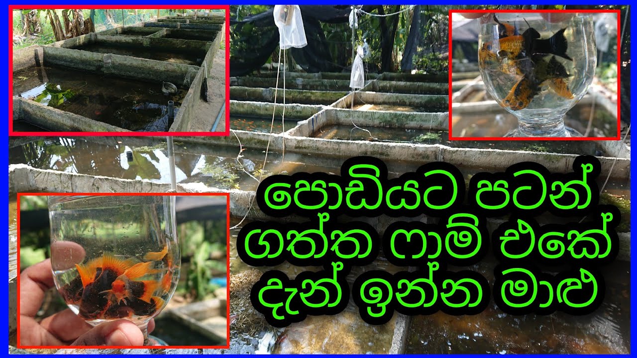 The fish that are now on the farm that started small / පොඩියට පටන් ගත්ත ෆාම් එකේ දැන් ඉන්න මාළු